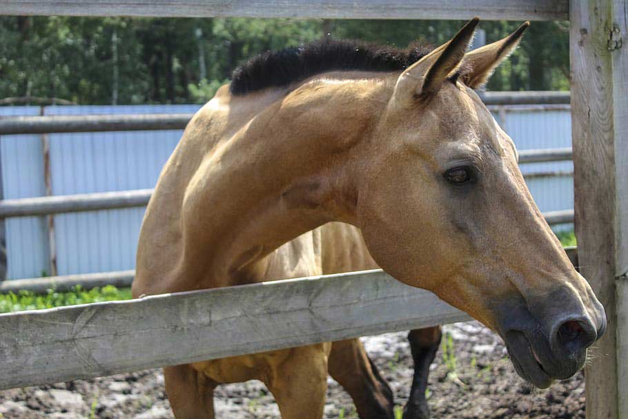Barb Horse Breed Profile, Facts, Temperament, Traits, and Care,