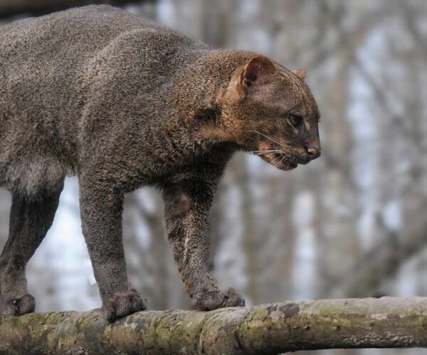 Black Jaguarundi Cat Breed Profile, Traits and Facts