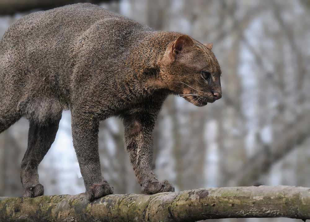 Black Jaguarundi Cat Breed Profile, Traits and Facts