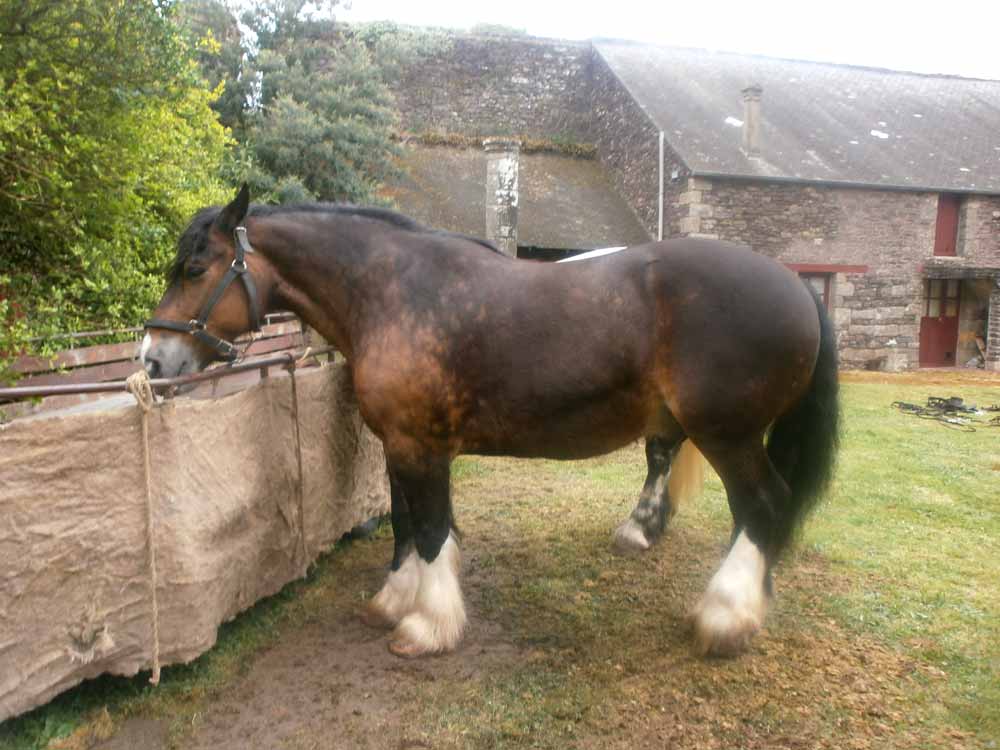 22 Breton Horse Breed Profile Facts: Traits, Health, Care