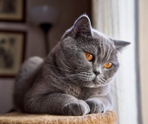 11 Effective Tips and Guide for New Cat, Kitten Owners