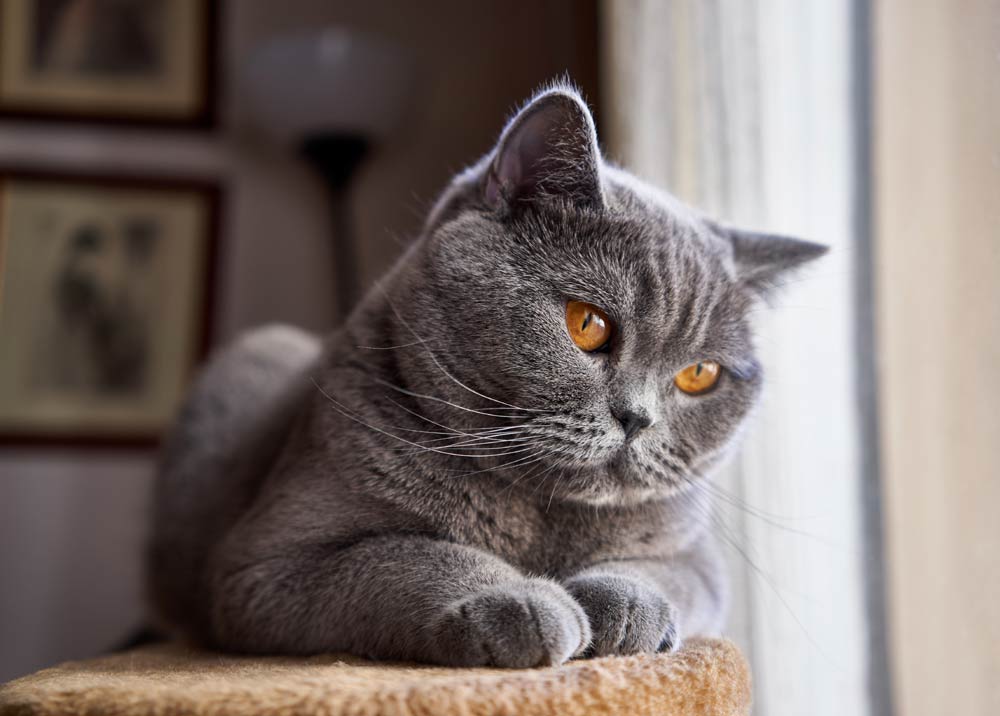 British Shorthair Cat – Look | Colors | Temperament | Health