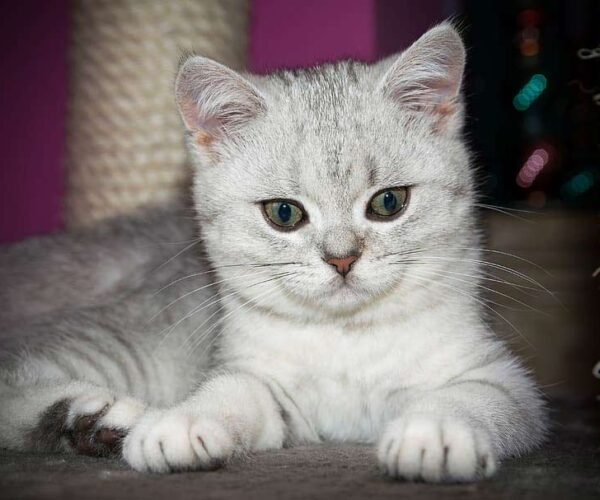 British Shorthair Kitten Profile, Facts, Care, Breeder