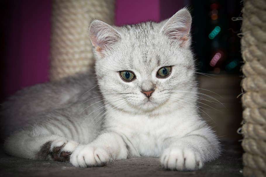 British Shorthair Kitten Profile, Facts, Care, Breeder