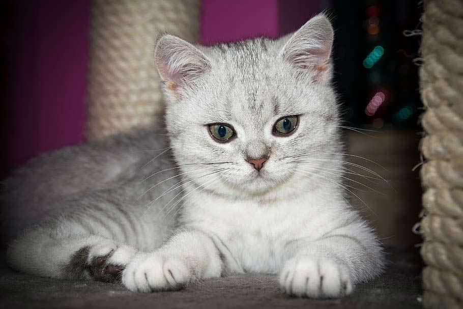 British Shorthair Kitten: Profile, Facts, Care, Health, Diet