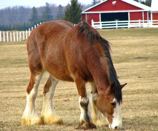 Clydesdale Horse Breed  Profile, Traits, Facts and Care
