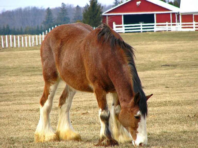 Clydesdale Horse Breed Profile, Traits, Facts and Care - Mammal Age