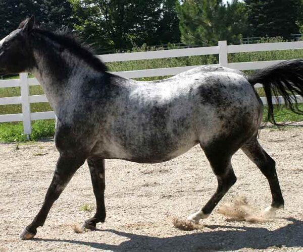 Colorado Ranger Horse: Profile, Facts, Traits, Size, Care, Diet