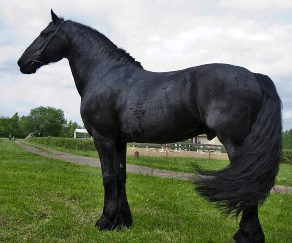 Friesian Horse Breed: Profile, Facts, Traits, Gait, Care, Groom