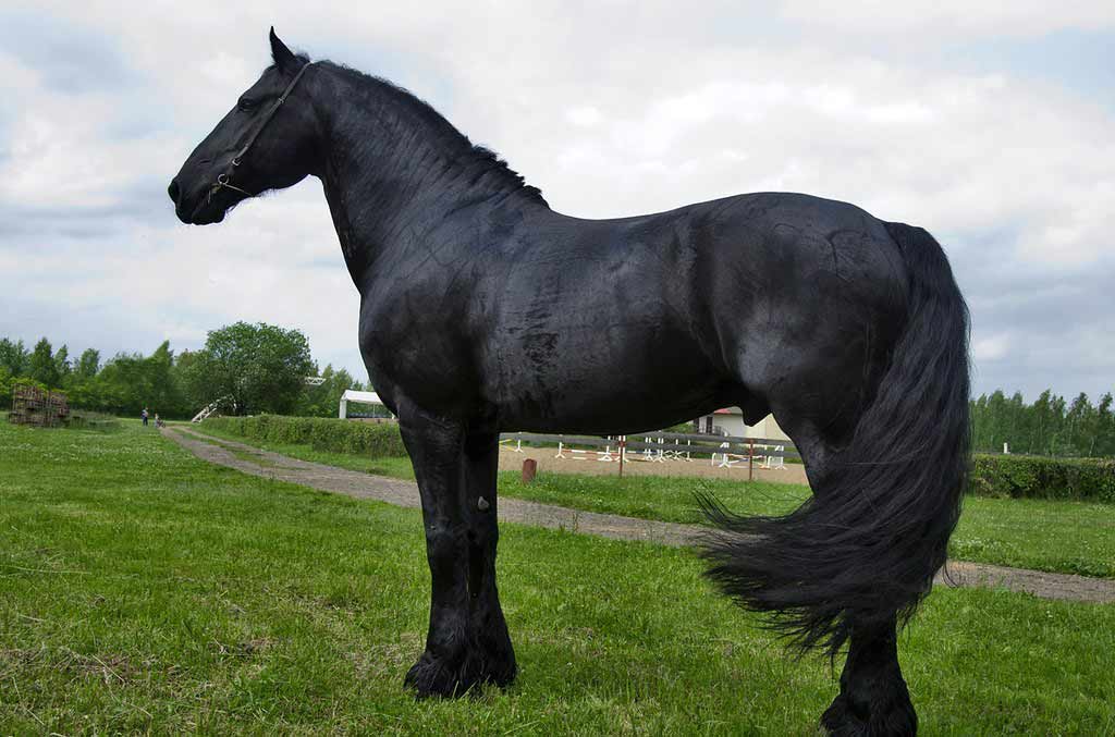 Friesian Horse Breed Profile, Facts, Traits, Care