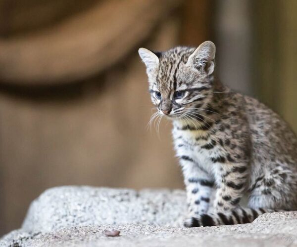 Geoffroy’s Cat Profile: Facts, Pet, Size, Lifespan, Traits, Groom