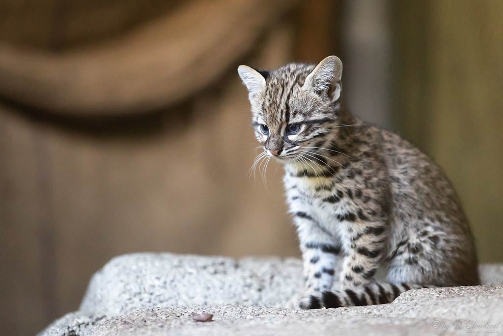 Geoffroy’s Cat – Profile | Facts | Pet | Size | Lifespan | Price