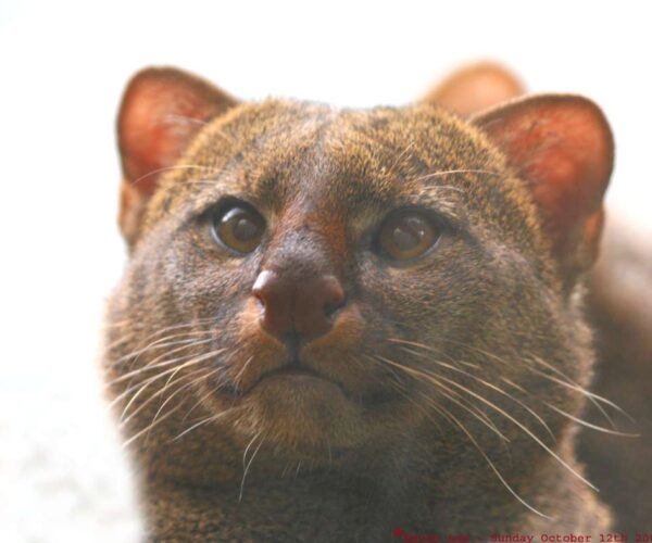 Gulf Coast Jaguarundi Cat: Profile, Traits, Facts, Range, Diet