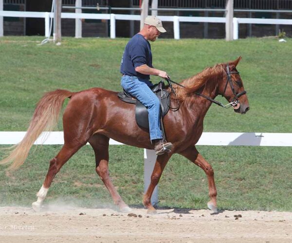 Kentucky Mountain Saddle Horse Breed Profile Fun Facts