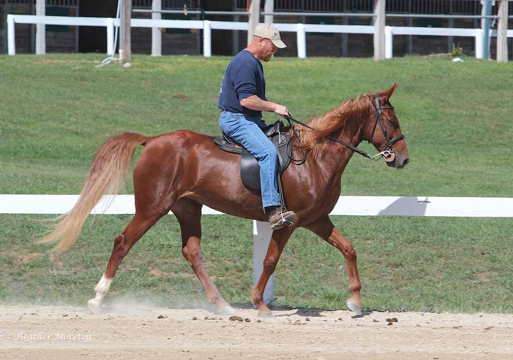 Kentucky Mountain Saddle Horse Breed Profile Fun Facts