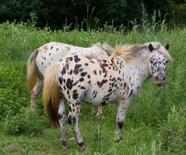 Knabstrupper Horse Breed Profile Facts: Standard, Variations