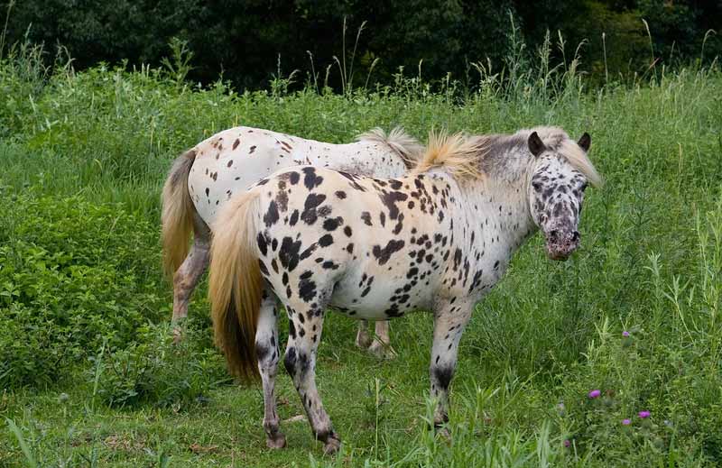 Knabstrupper Horse Breed Profile Facts: Standard, Variations