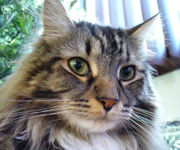 Maine Coon Cat Profile, Characteristics, Traits, Health, Care