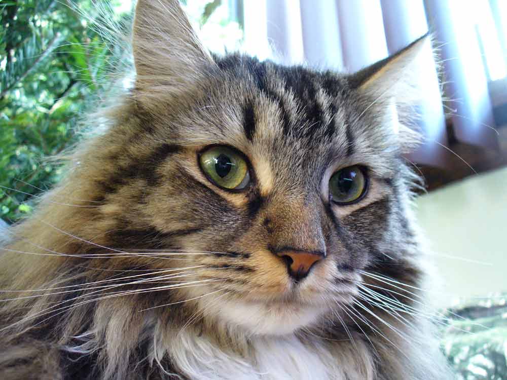 Maine Coon Cat Profile, Characteristics, Traits, Health, Care