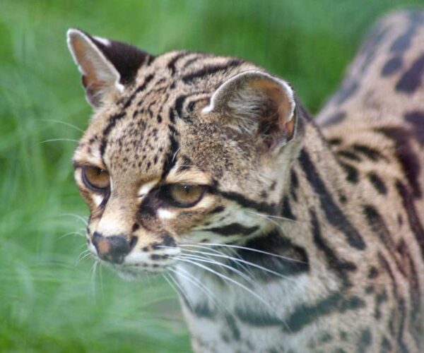 37 Margay Cat Profile Facts: Traits, Diet, Range, Size, Sound