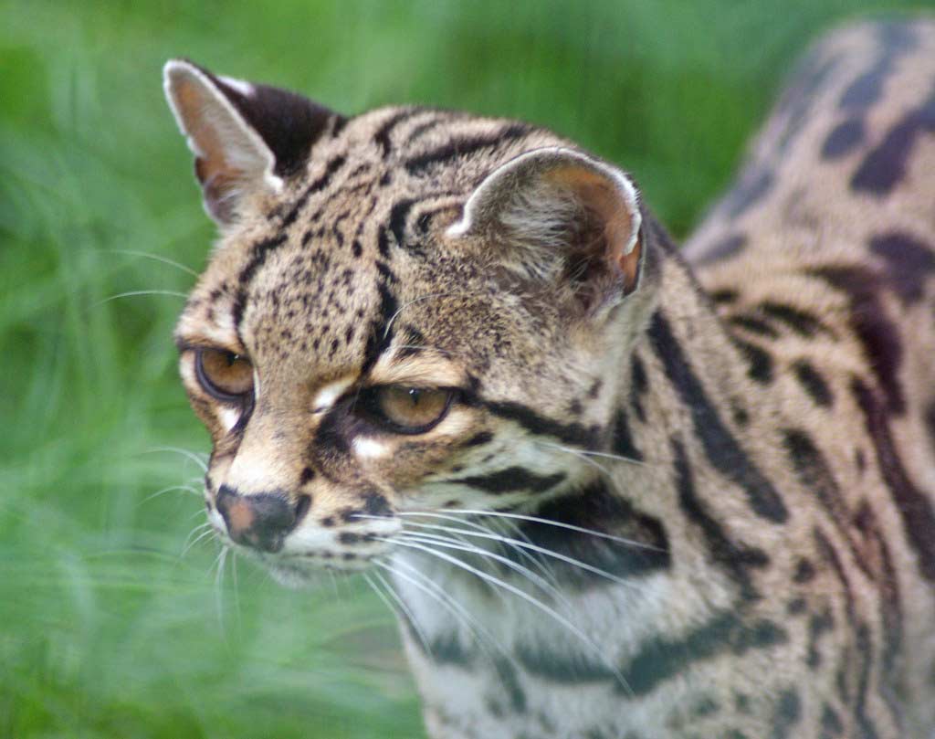 37 Margay Cat Profile Facts: Traits, Diet, Range, Size, Sound