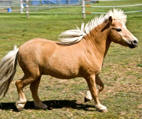 Miniature Horse: Profile, Facts, Traits, Grooming, Care, Health