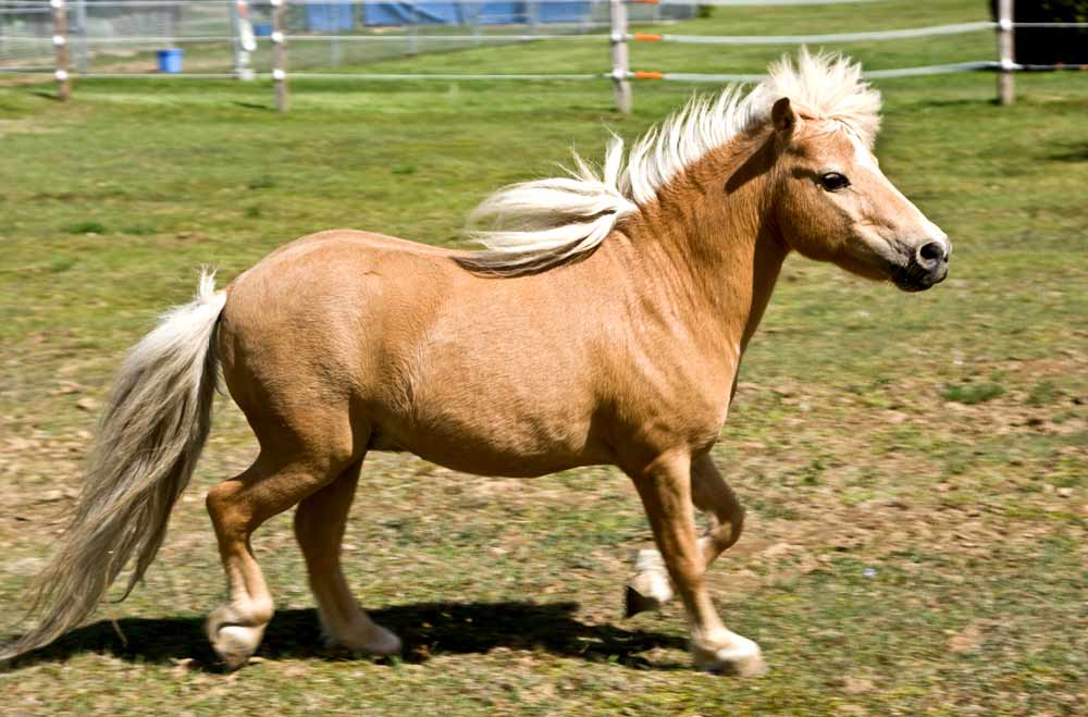 Miniature Horse: Profile, Facts, Traits, Grooming, Care, Health