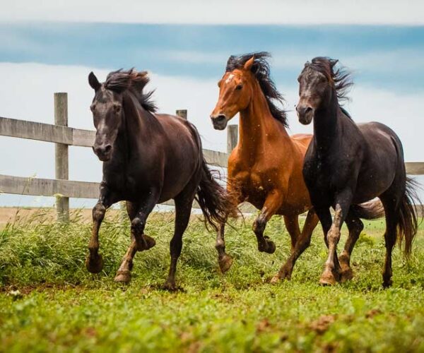 Morgan Horse Breed Profile Facts: Characteristics, Care, More