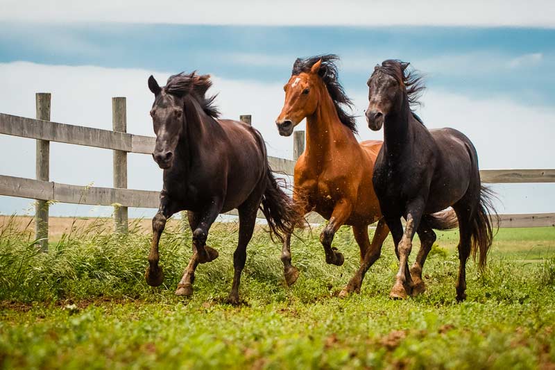 Morgan Horse Breed Profile Facts: Characteristics, Care, More