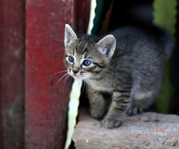 Munchkin Cat Breed: Profile, Facts, Traits, Color, Care, Groom