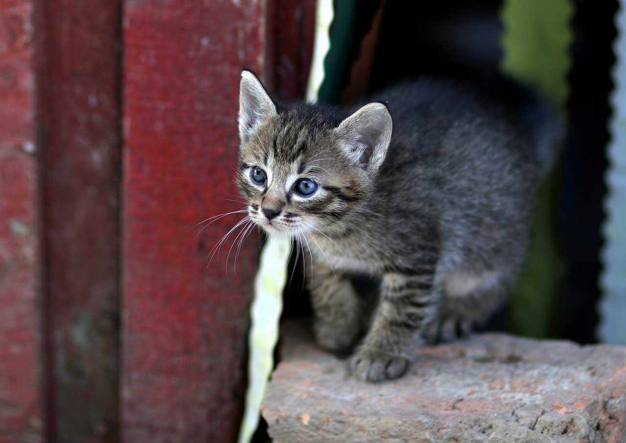 Munchkin Cat Breed: Profile, Facts, Traits, Color, Care, Groom