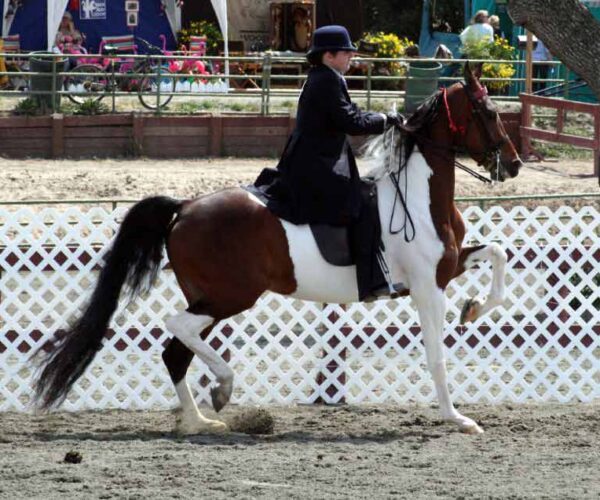 National Show Horse Breed Profile, Traits and Description
