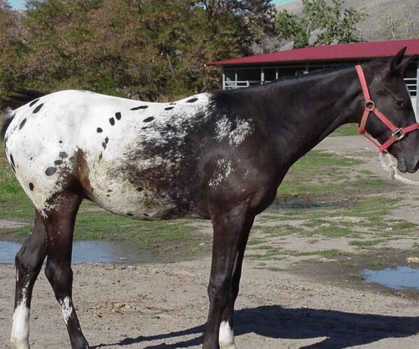 Nez Perce Horse Breed: Profile, Facts, Traits, Groom, Care