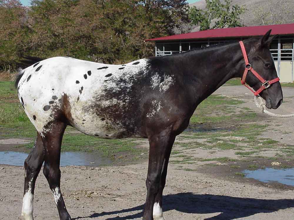 Nez Perce Horse Breed – Profile | Facts | Characteristics | Care