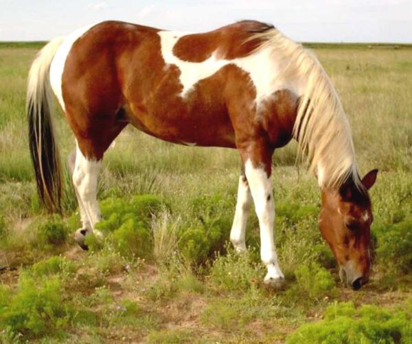 Paint Horse Breed Profile: Origin, Traits, Facts, Personality