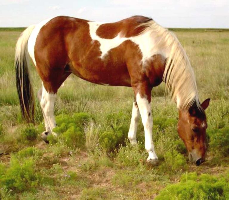 Paint Horse Breed Profile Origin, Traits, Facts, Personality Mammal Age