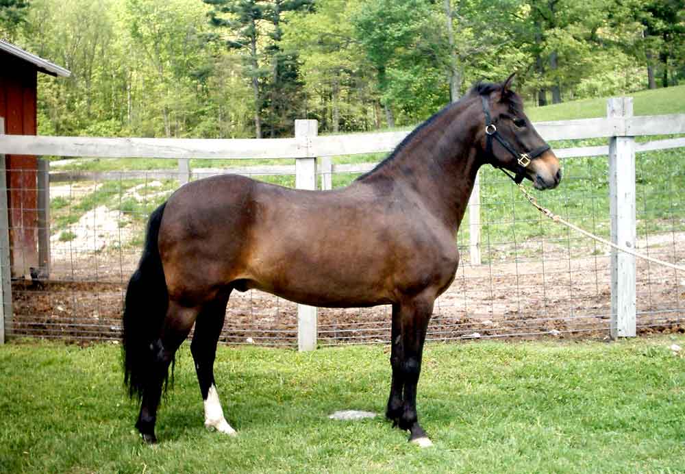 Paso Fino Horse – Profile | Traits | Colors | Uses | Grooming