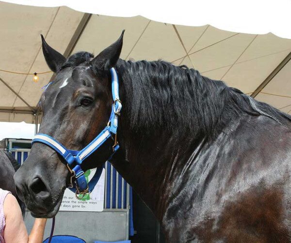 Percheron Horse: Profile, Traits, Facts, Groom, Health, Care