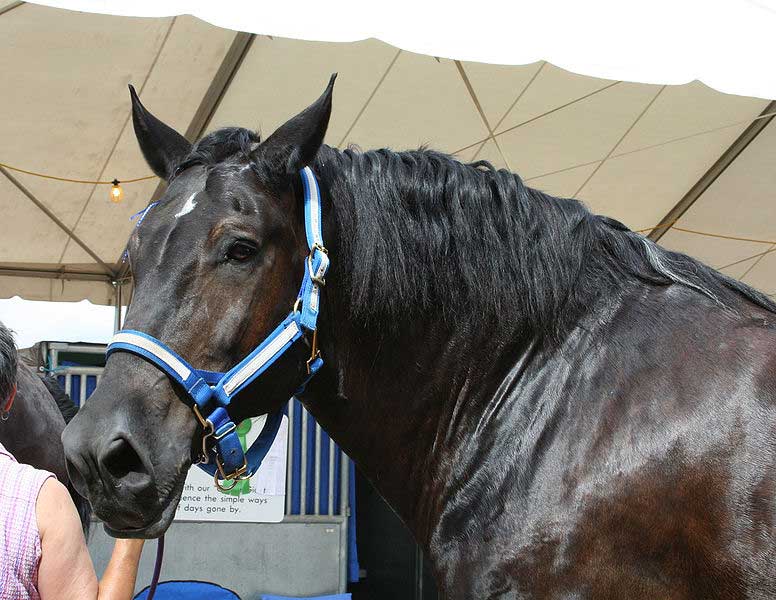 Percheron Horse: Profile, Traits, Facts, Groom, Health, Care