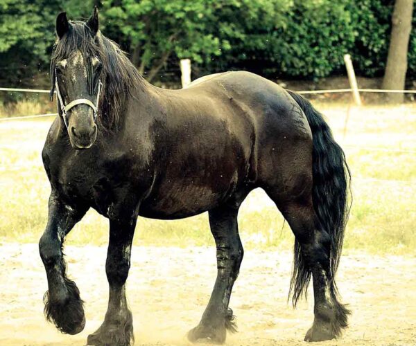 Poitevin Horse – Profile | Colors | Uses | Grooming | Description