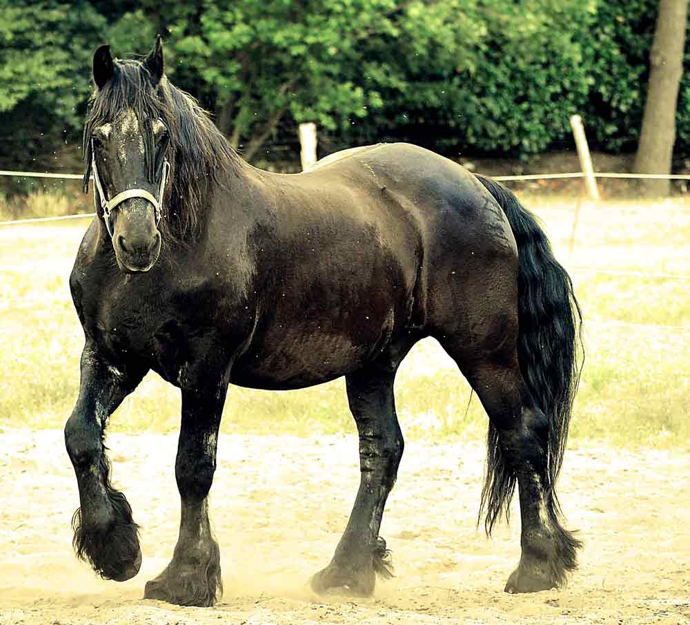 Poitevin Horse – Profile | Colors | Uses | Grooming | Description