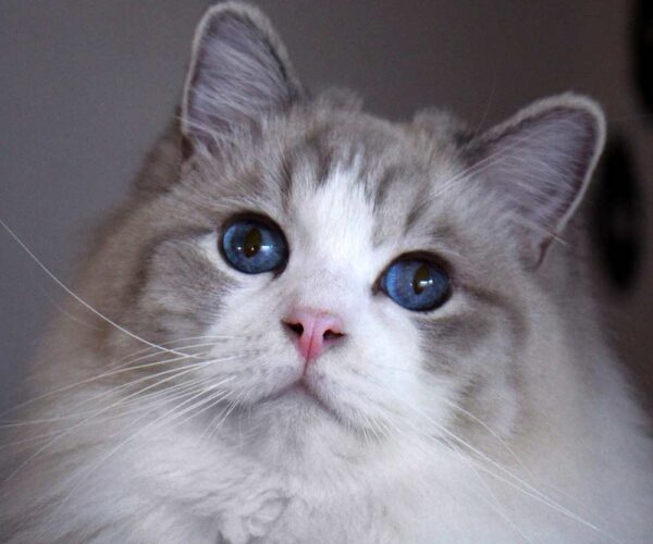 Ragdoll Cat Breed Profile, Care, Traits, and Buying Guide