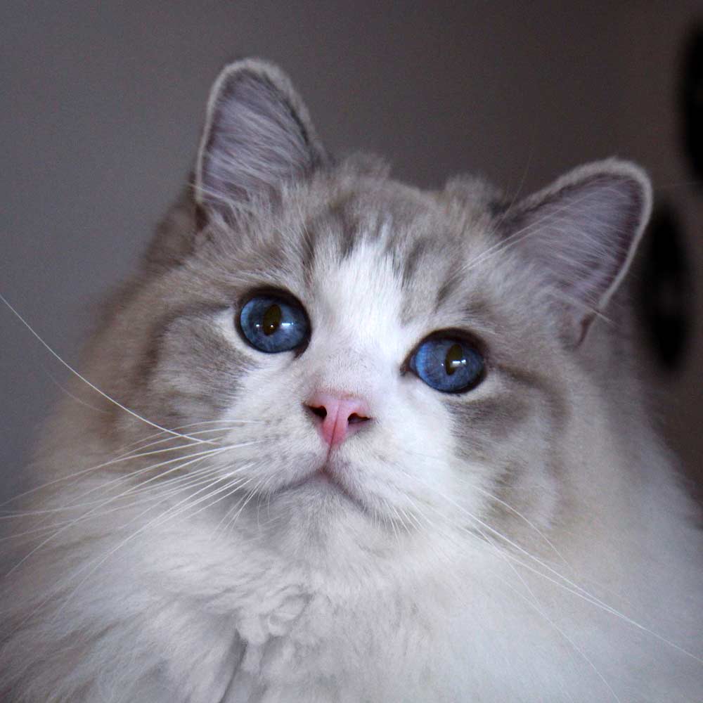 Ragdoll Cat Breed Profile, Care, Traits, and Buying Guide