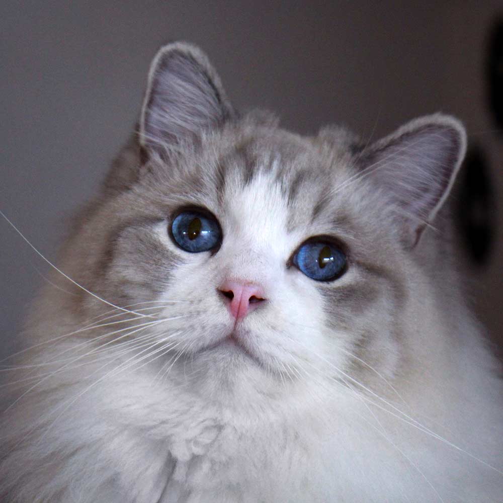 Ragdoll Cat Breed Profile, Care, Traits, and Buying Guide - Mammal Age