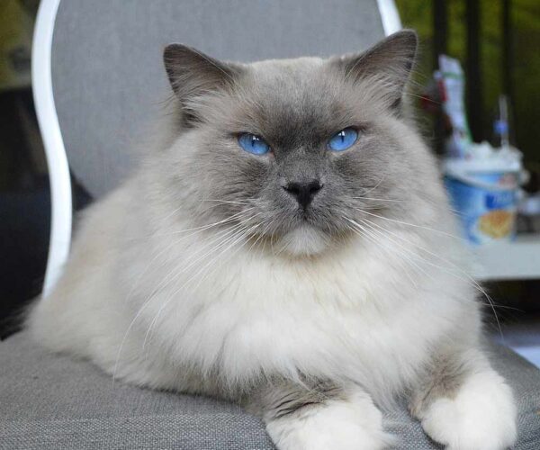 Ragdoll Kittens Profile, Grooming, Temperament, Care, FAQs