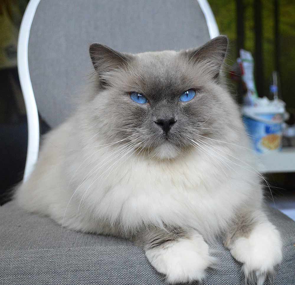 Ragdoll Kittens Profile, Grooming, Temperament, Care, FAQs