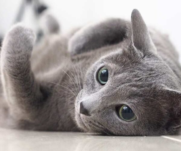 Russian Blue Cat Profile: Facts, Traits, Grooming, Food, Care