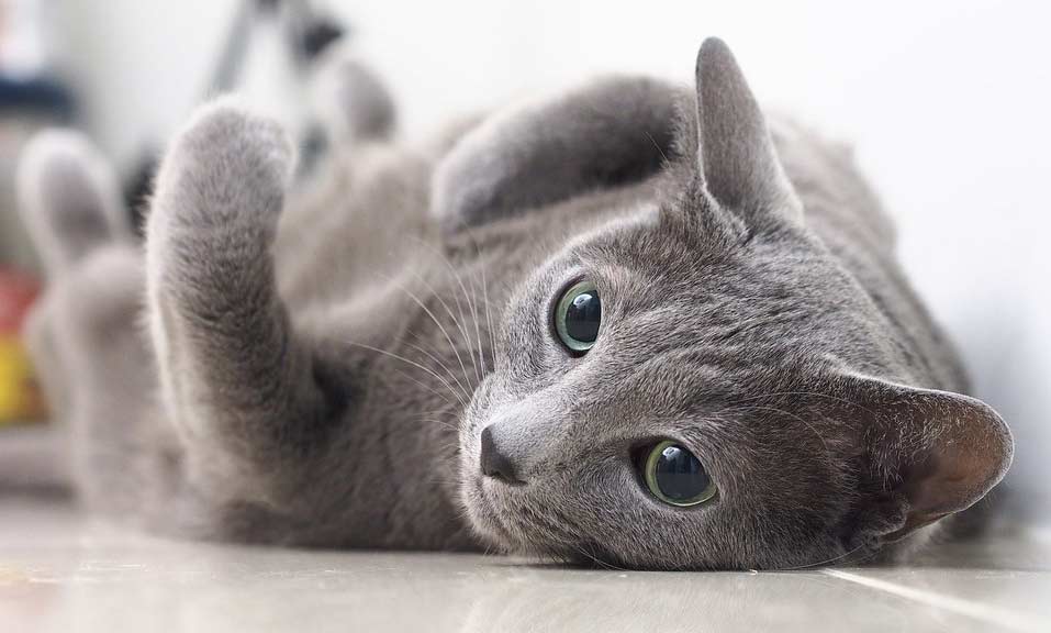 Russian Blue Cat Profile: Facts, Traits, Grooming, Food, Care
