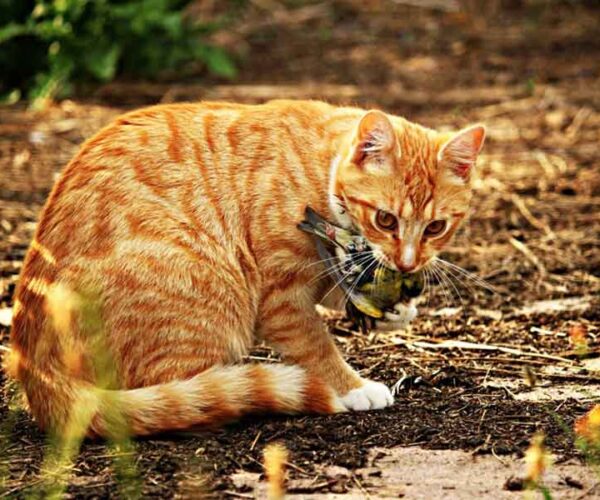 26 Interesting Smallest Wild Rusty Spotted Cat Facts