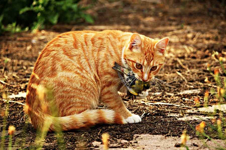 Rusty Spotted Cat Facts: Profile, Traits, Diet, Care, Health